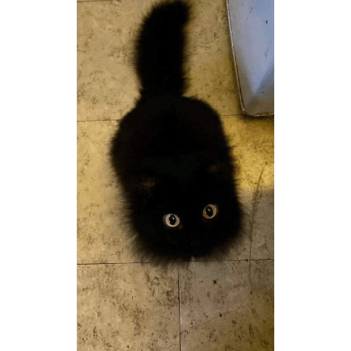 Gatos negros  17