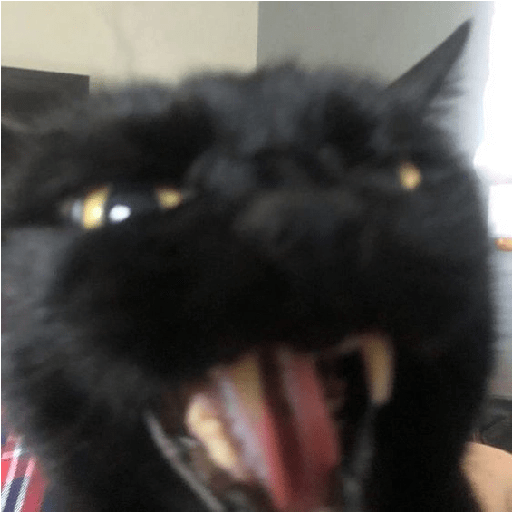 Gatos negros  18