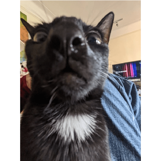 Gatos negros  19