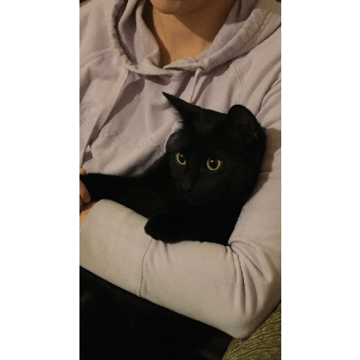 Gatos negros  20