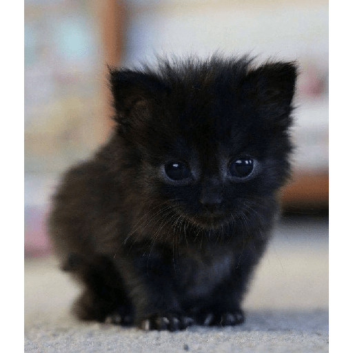 Gatos negros  21