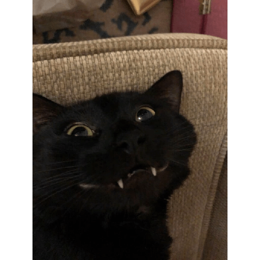 Gatos negros  22