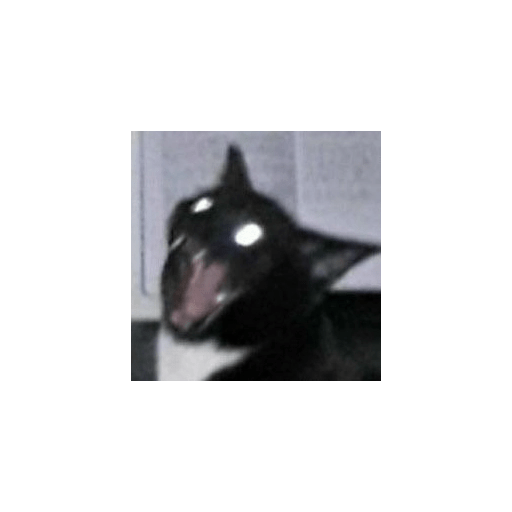 Gatos negros  24