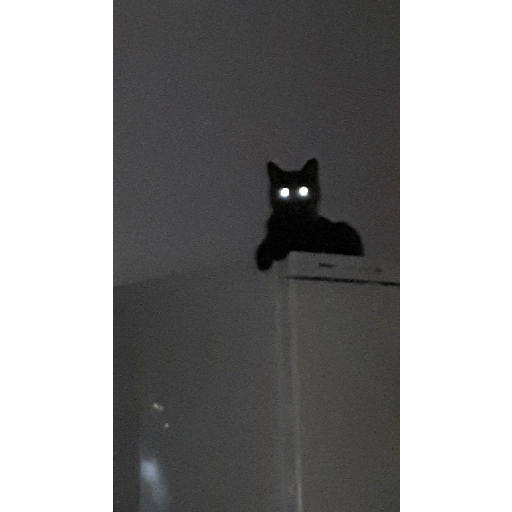 Gatos negros  25