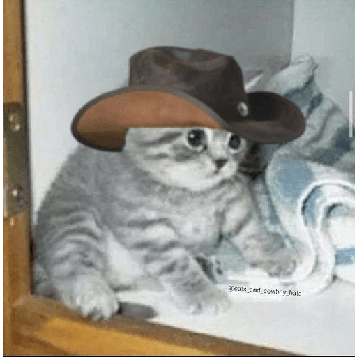 Gatos negros  26
