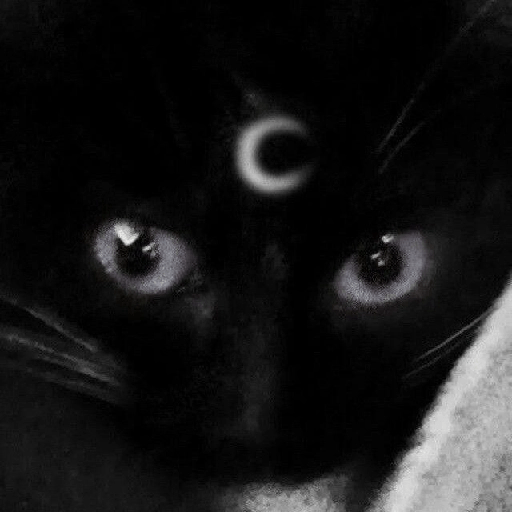 Gatos negros  28