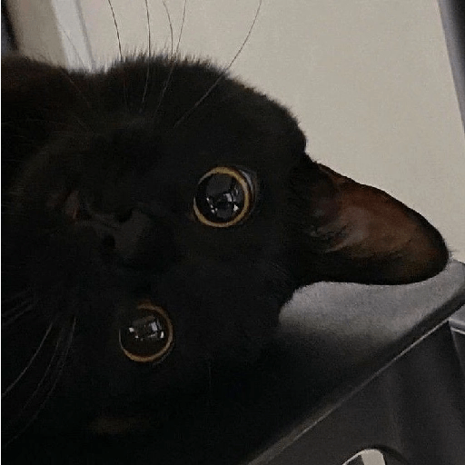 Gatos negros  29