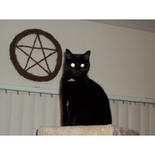Gatos negros  30