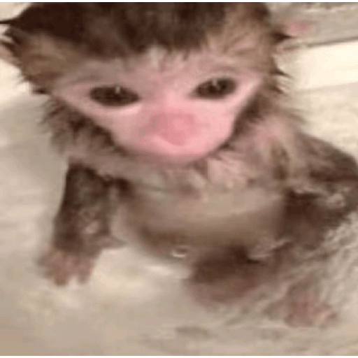 Monos  ⸺ 𝜗ৎ  1