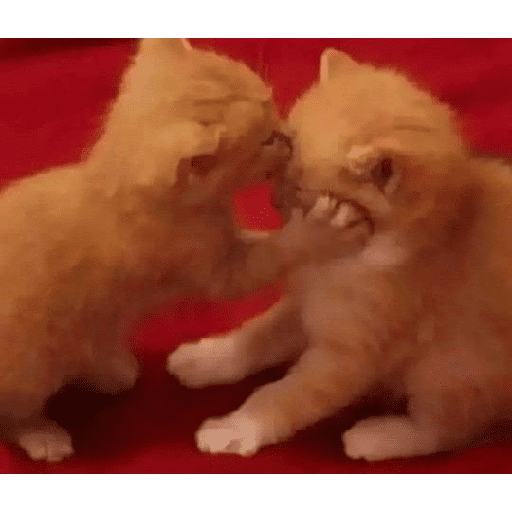 Besitos gatitos :3 1