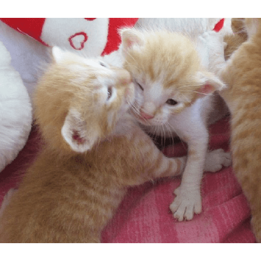 Besitos gatitos :3 2