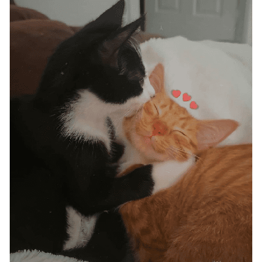 Besitos gatitos :3 3