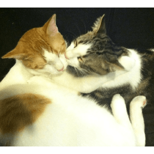 Besitos gatitos :3 4