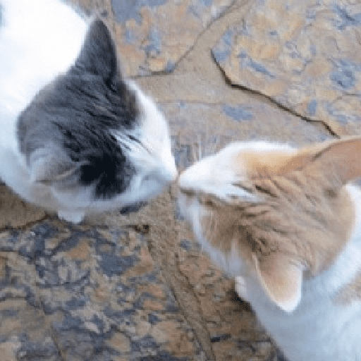 Besitos gatitos :3 5