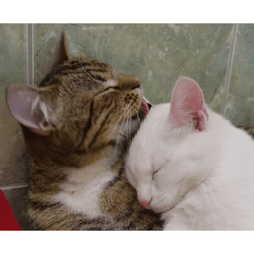 Besitos gatitos :3 7