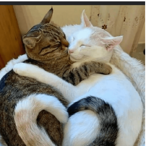 Besitos gatitos :3 8