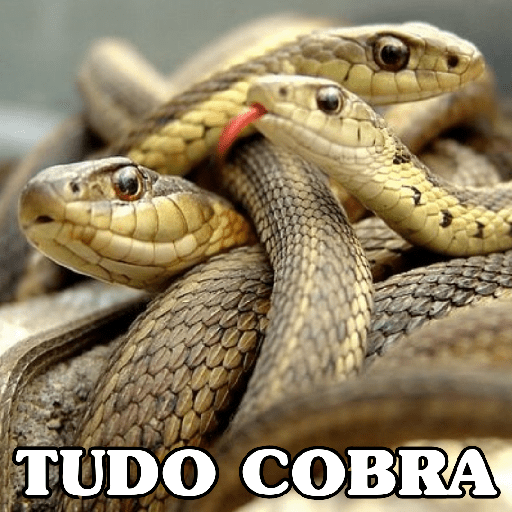 Memes 2 5