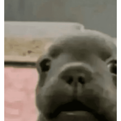 Coquito1k 27