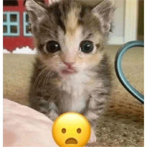 Cat's 2