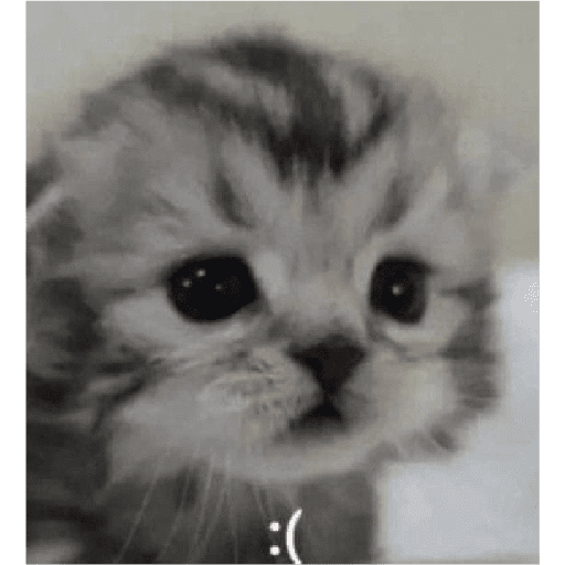 Cat's 3
