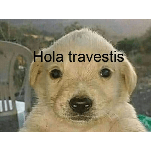 Stickers miado Jajaja q pedo 26