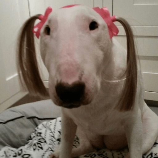 Cani pazzerelli 5