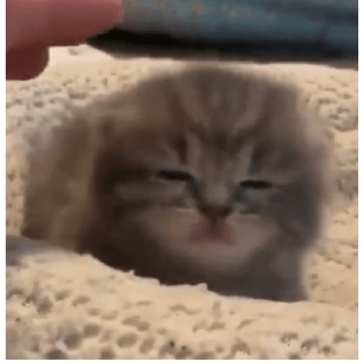 ✨🌺🌷gatitos random mix 🌼🌻🐱 5