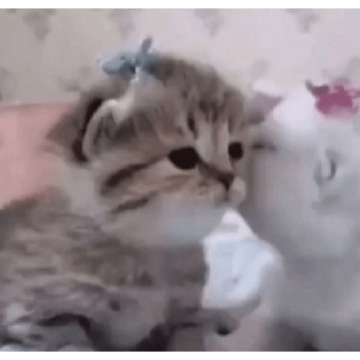 ✨🌺🌷gatitos random mix 🌼🌻🐱 2