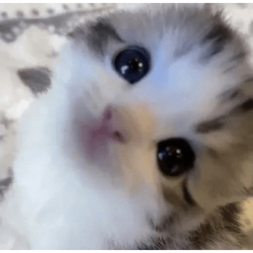 ✨🌺🌷gatitos random mix 🌼🌻🐱 1