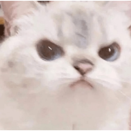 ✨🌺🌷gatitos random mix 🌼🌻🐱 29