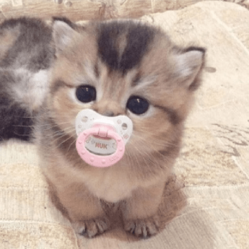 ✨🌺🌷gatitos random mix 🌼🌻🐱 25