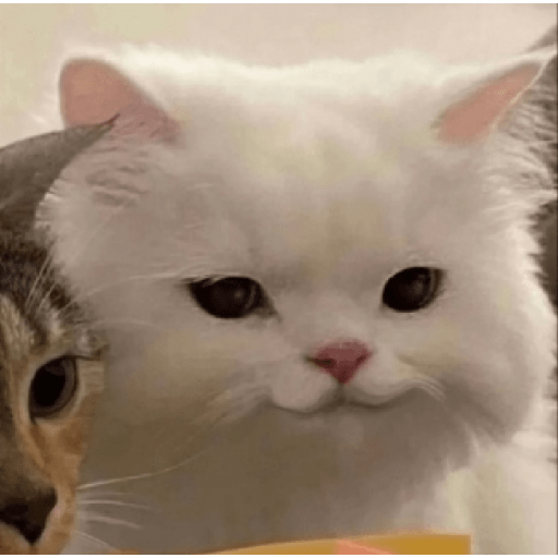 ✨🌺🌷gatitos random mix 🌼🌻🐱 23