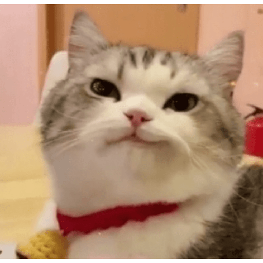 ✨🌺🌷gatitos random mix 🌼🌻🐱 20