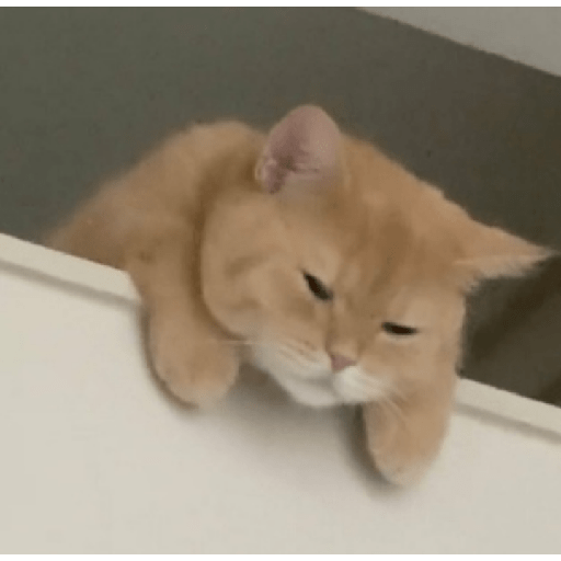 ✨🌺🌷gatitos random mix 🌼🌻🐱 19