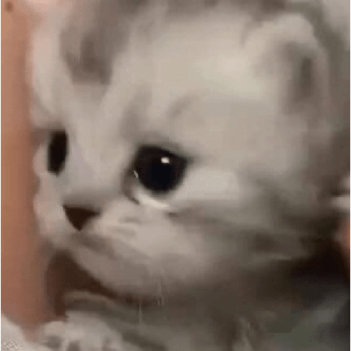 ✨🌺🌷gatitos random mix 🌼🌻🐱 18