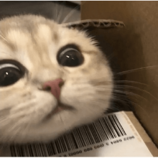 ✨🌺🌷gatitos random mix 🌼🌻🐱 15