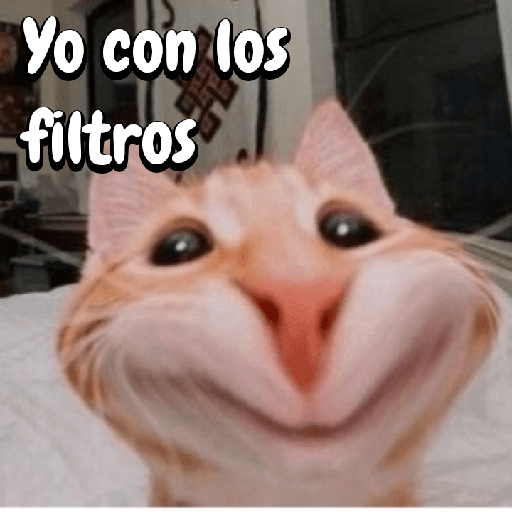 ✨🌺🌷gatitos random mix 🌼🌻🐱 13