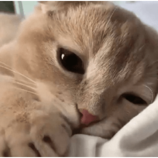 ✨🌺🌷gatitos random mix 🌼🌻🐱 8