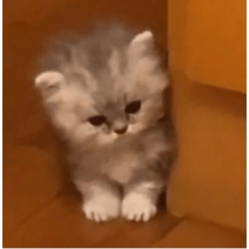 ✨🌺🌷gatitos random mix 🌼🌻🐱 7