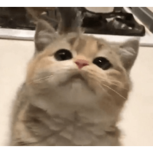 ✨🌺🌷gatitos random mix 🌼🌻🐱 6