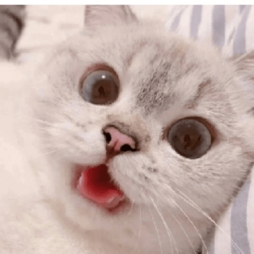 ✨🌺🌷gatitos random mix 🌼🌻🐱 27