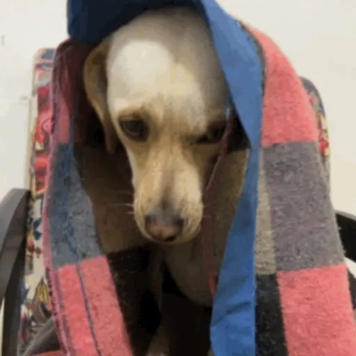 Pipoca animadas 7