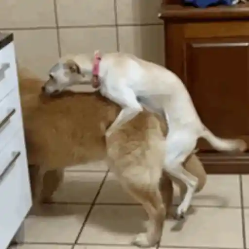 Pipoca animadas 4