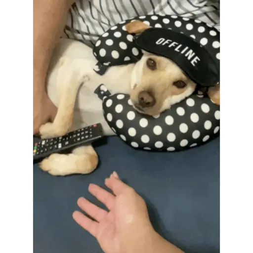 Pipoca animadas 1