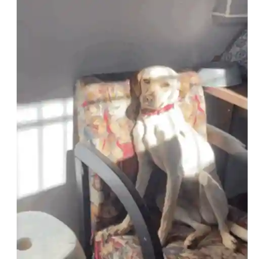 Pipoca animadas 6