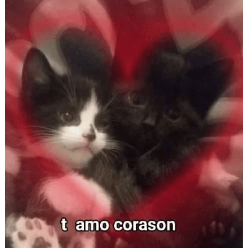 Weas cursis 18