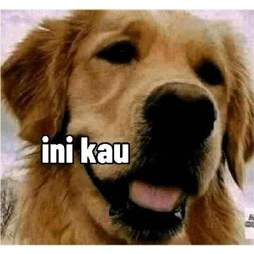 Dorla anjing 12