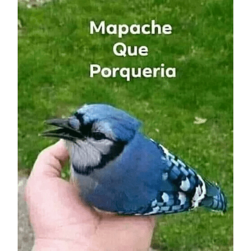 Lol 8