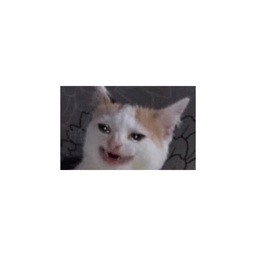 Lol 5