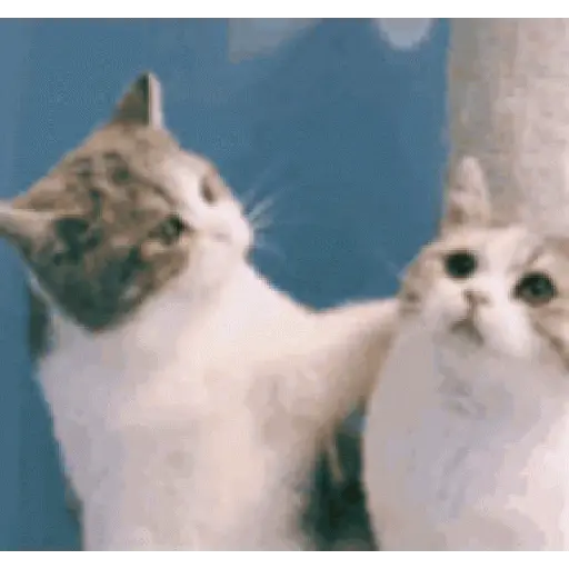 Gatitos ll 😺 🥰💞